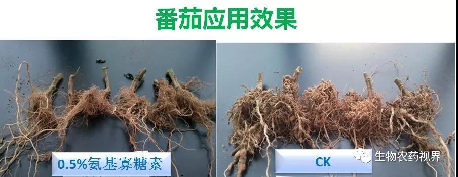 氨基寡糖素 - 植物的免疫衛(wèi)士，根結(jié)線蟲的克星