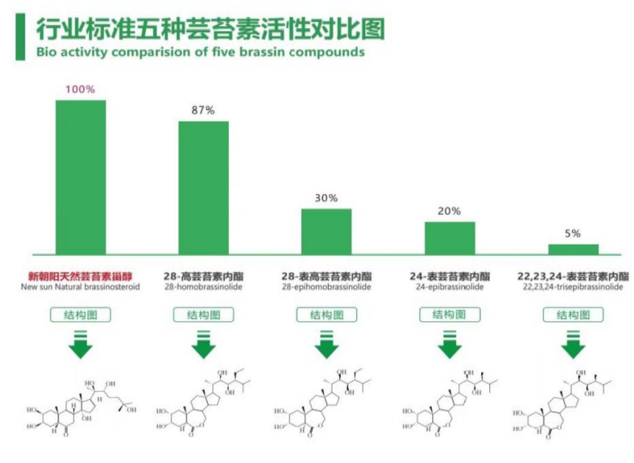 小麥拌種選新朝陽天然蕓苔素，讓小麥高產(chǎn)贏在起跑線上?。ㄐ←溤谑裁磿r候用蕓苔素效果最佳）
