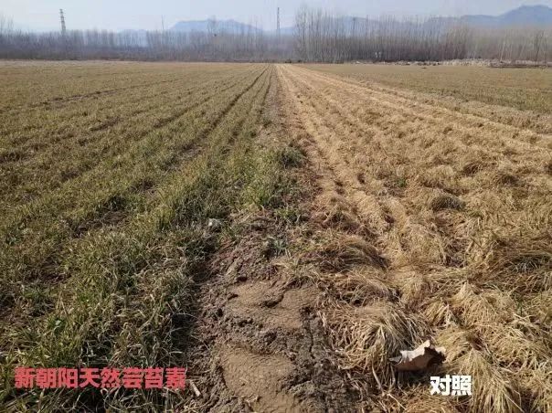 小麥拌種選新朝陽天然蕓苔素，讓小麥高產(chǎn)贏在起跑線上?。ㄐ←溤谑裁磿r候用蕓苔素效果最佳）