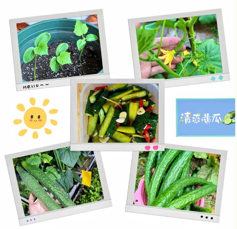 朝陽(yáng)農(nóng)藝師系列活動(dòng)